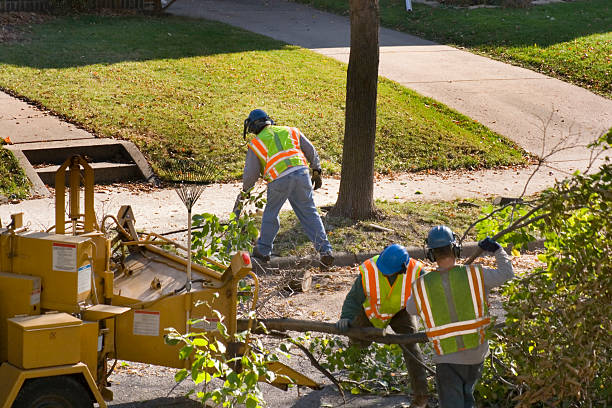 Best Tree Cabling and Bracing  in Freeport, FL